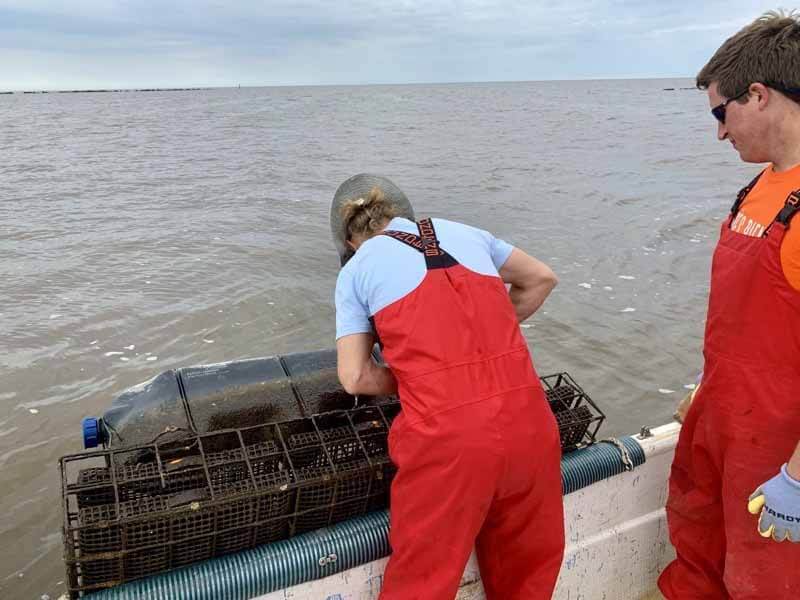 Mississippi oyster farmers pulling up cages