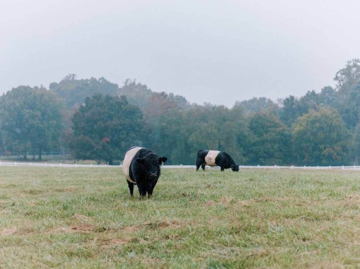 3 North Carolina Resorts To (Re)Discover - 1 belted galloway instagram