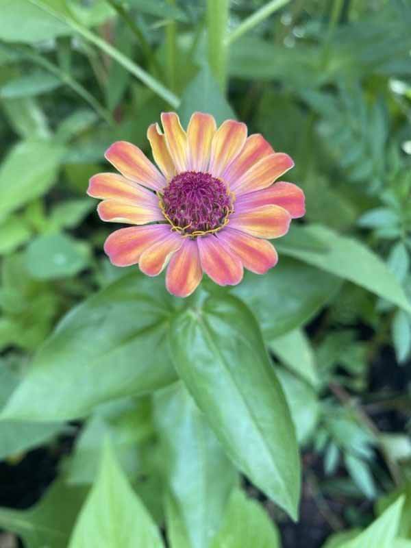 flower iphone photo