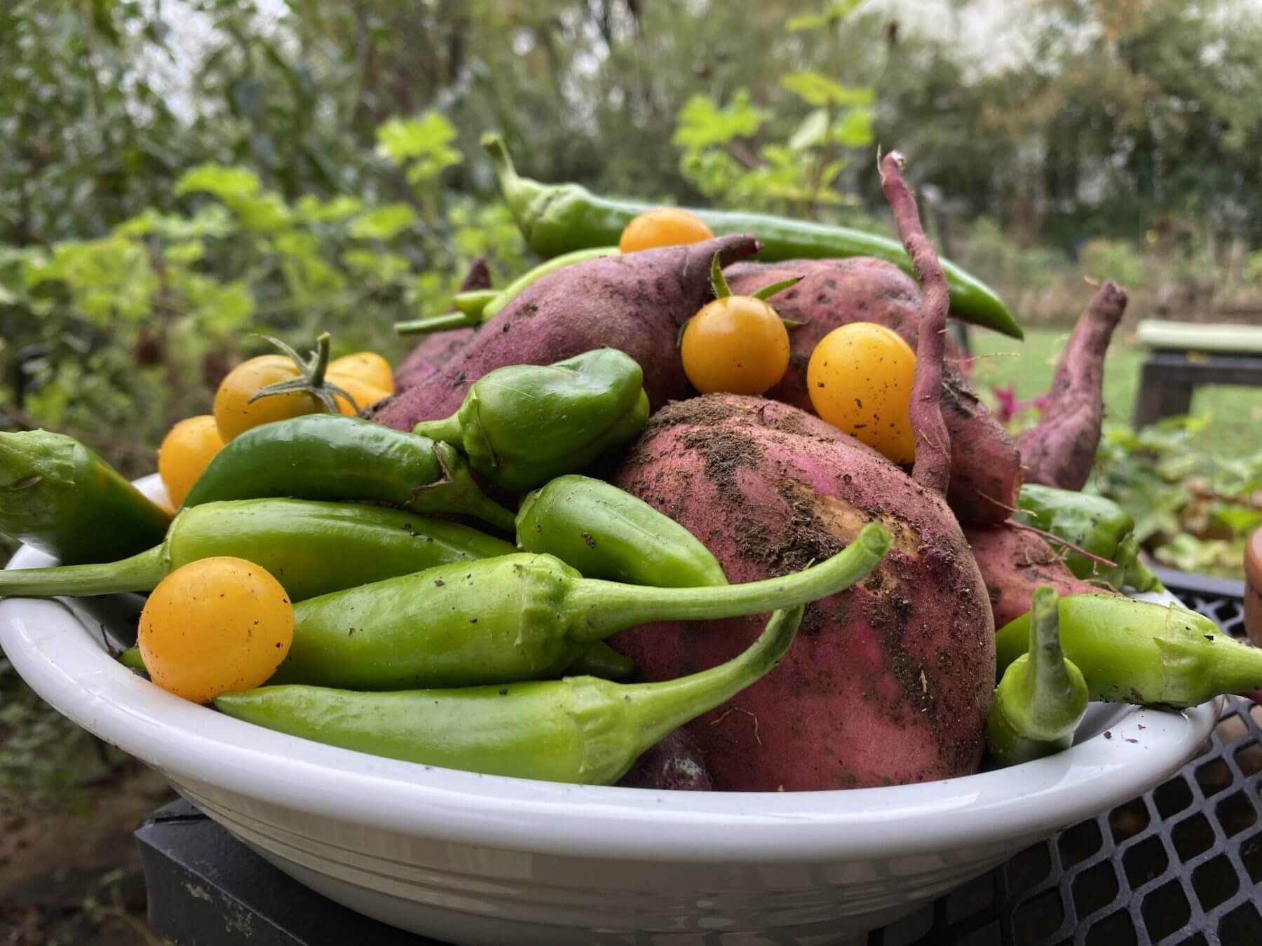 vegetables leila grossman