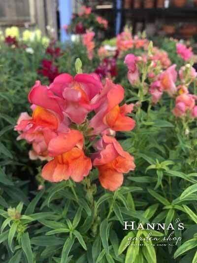Snapdragons, $2.99 each, from Hanna's Garden Shop | Image: Hanna's Garden Shop Snapdragon flowers