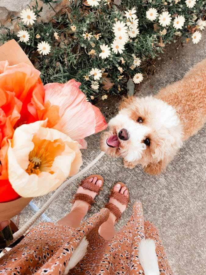 cavapoo april
