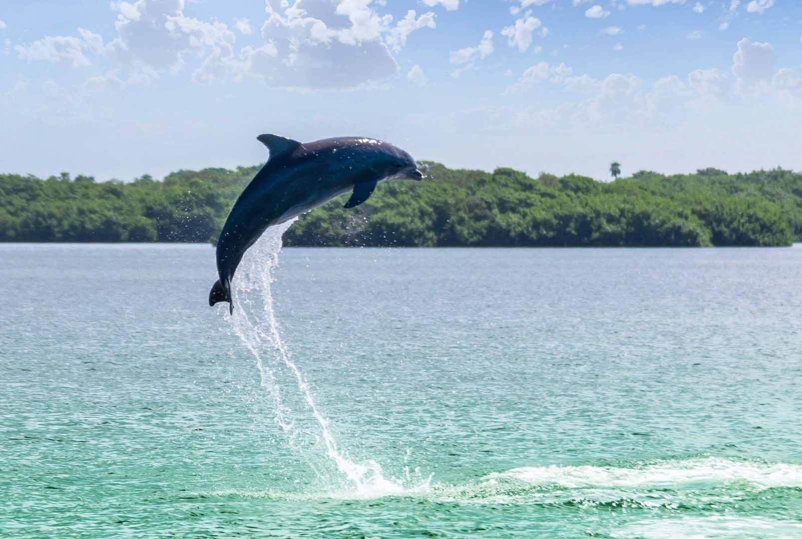 Dolphin jumping out of the ocean