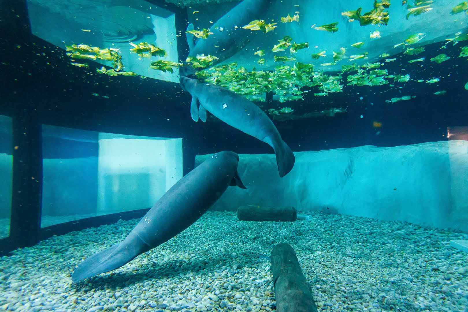 Manatees at Bishop Museum of Science and Nature in Bradenton, FL