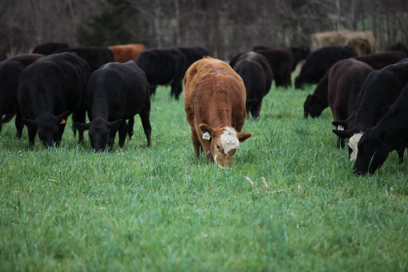 Cattle eating grass at a Como, MS, farm