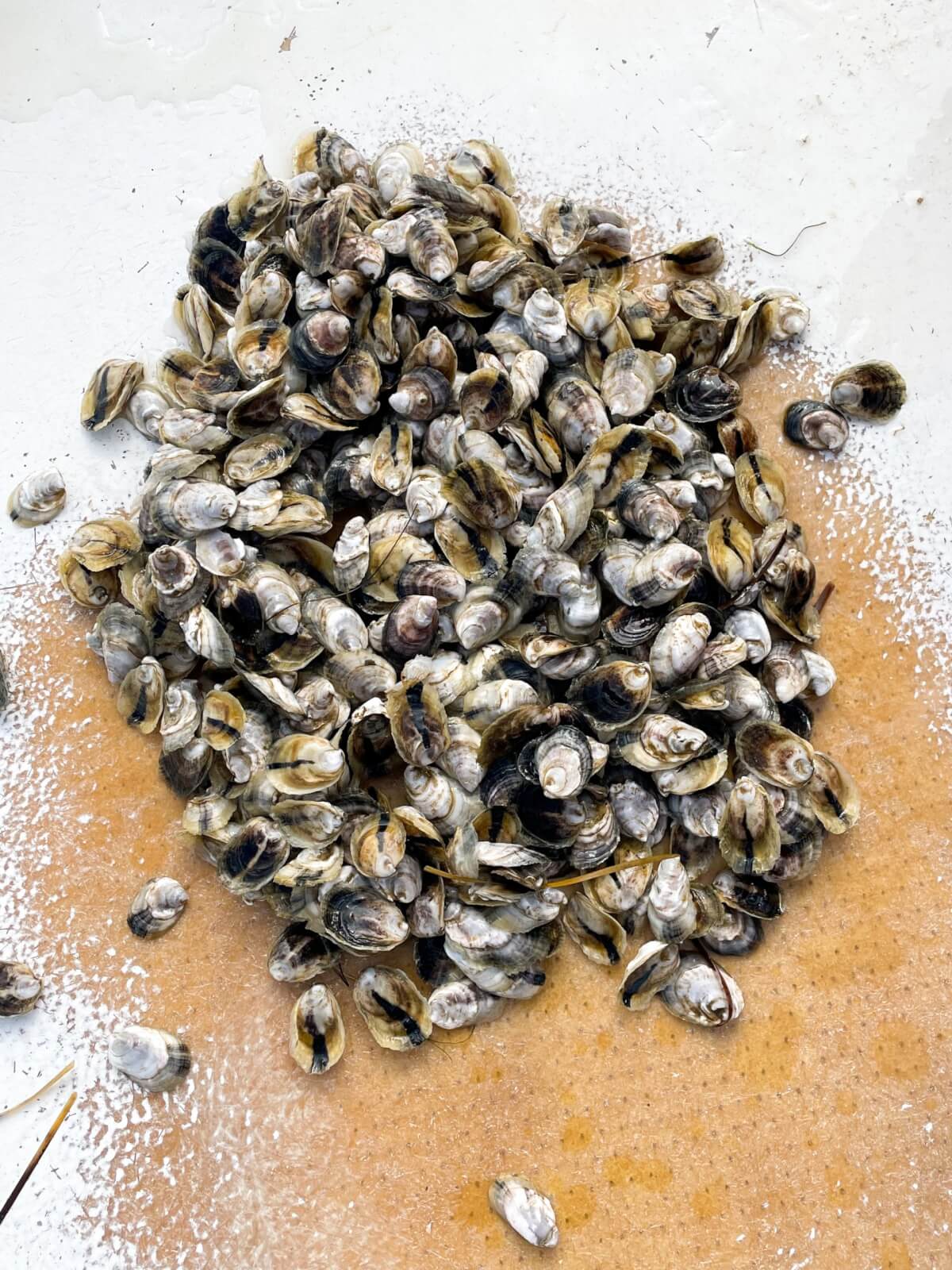 Pile of oysters on floor of boat