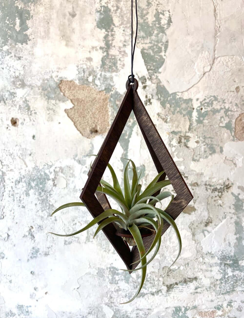 Hanging air plant