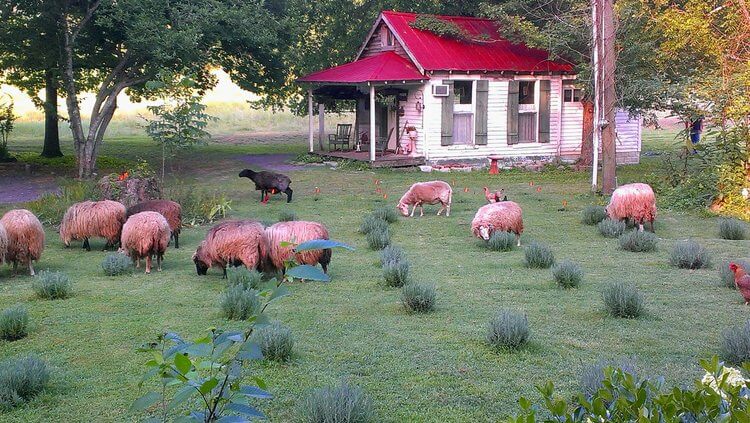 Mulberry Lavender Farm Cottage with grazing sheep