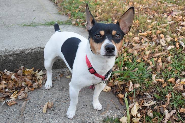 Teddy Roosevelt Terrier