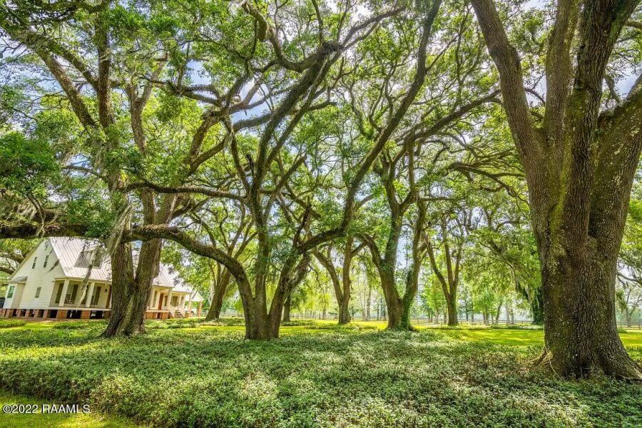 Oak tree grove and home on Louisiana land for sale