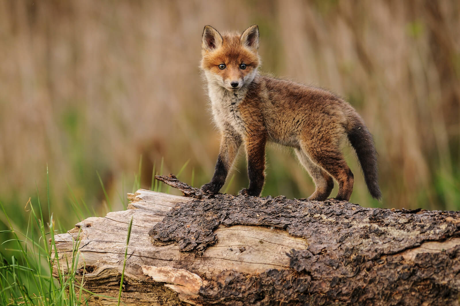 Red fox in forest, standing on log