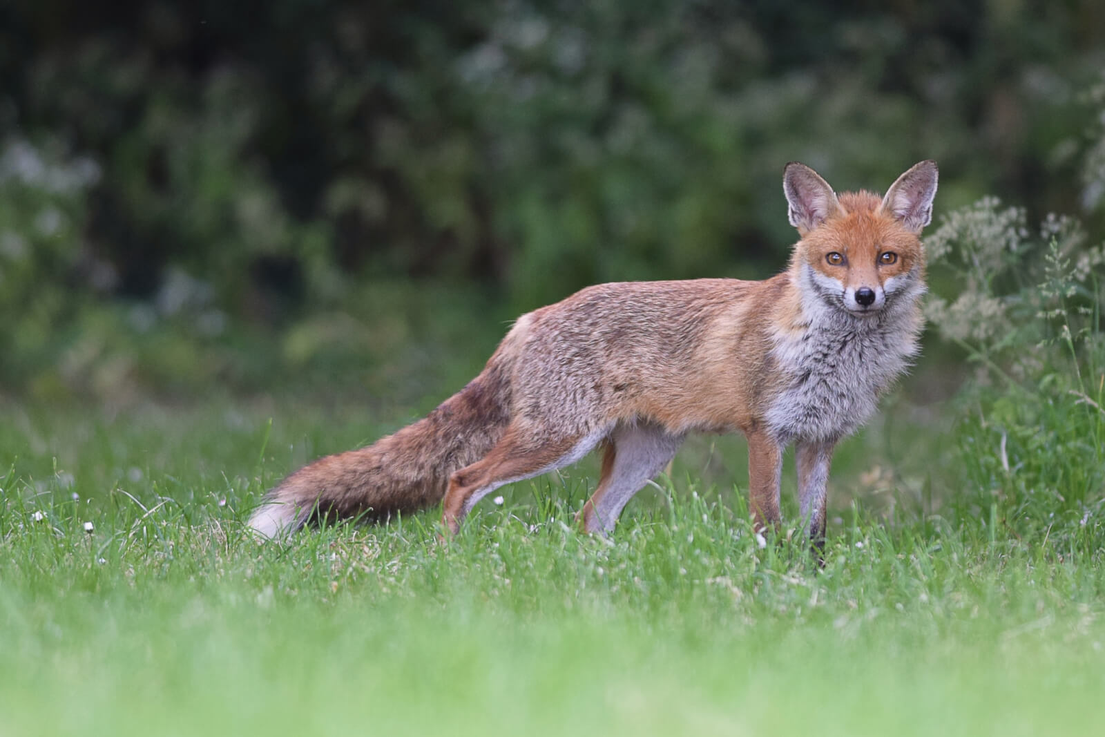 Red fox in meadow