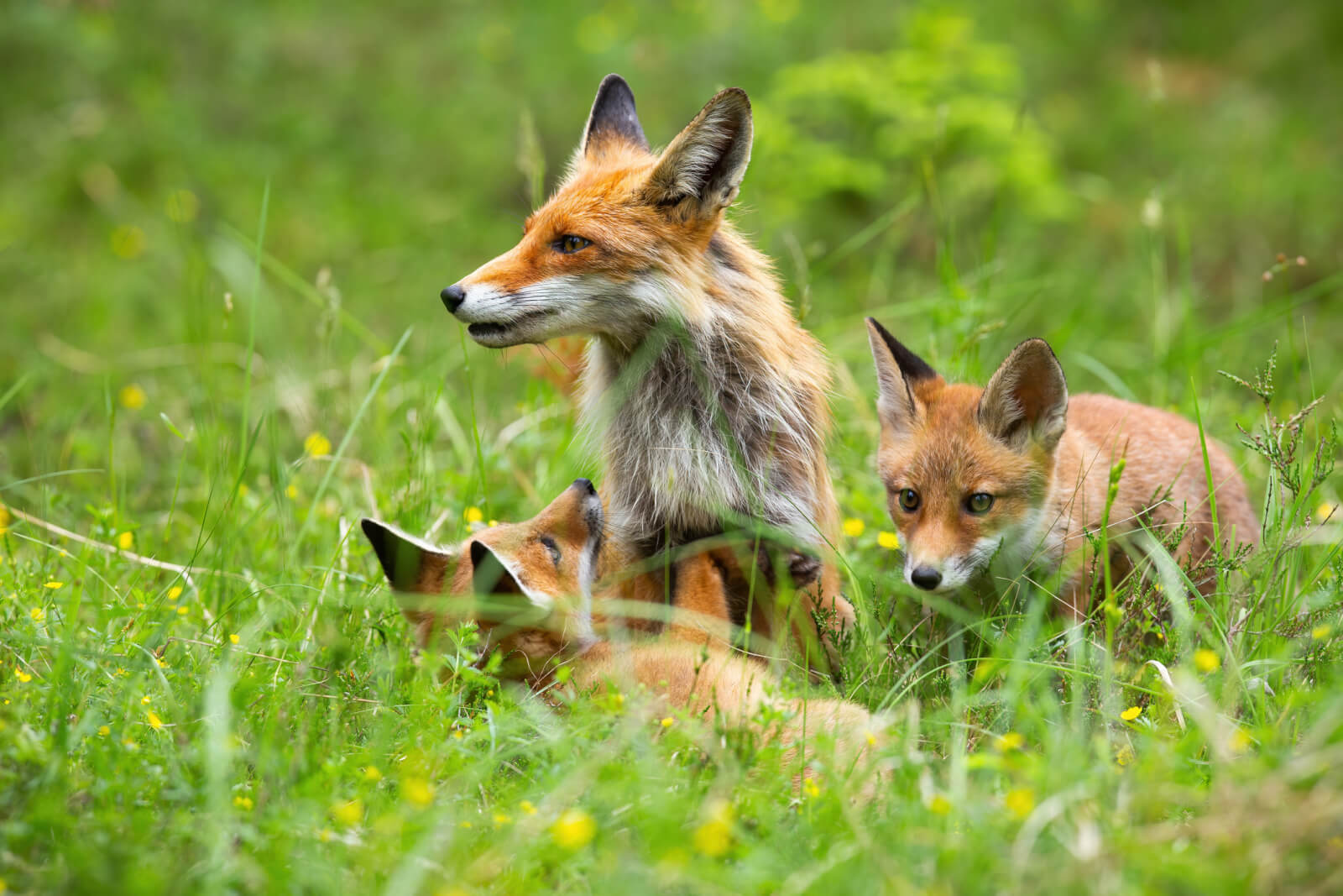 Two little cubs of red fox frolicking beside their mother in a meadow. 