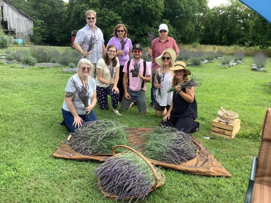 Cultivadores y recolectores con cosecha de plantas híbridas de lavanda