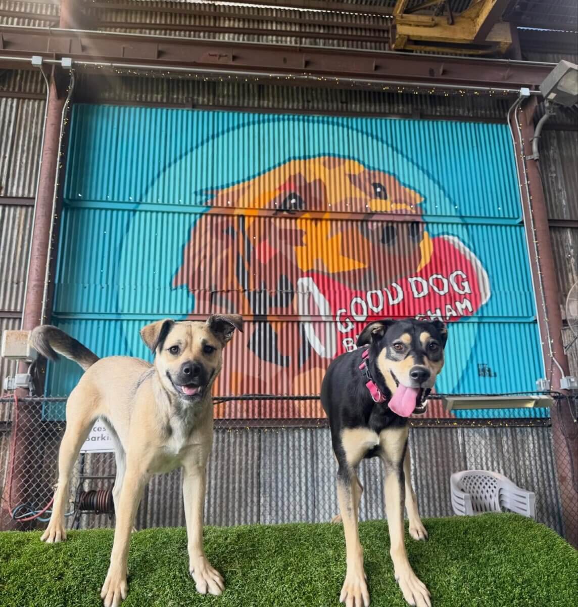 Your Updated Guide to Birmingham Dog Parks - 2 Two dogs stand on artificial grass in front of a mural featuring a dog's face and the words "Good Dog" at one of the popular dog parks Birmingham, AL has to offer, painted on a corrugated metal wall.