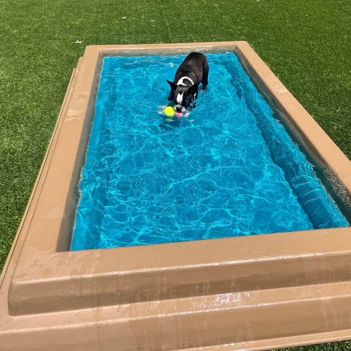Your Updated Guide to Birmingham Dog Parks - 6 A black and white dog stands in a small rectangular pool at one of the dog parks Birmingham AL offers, holding two colorful balls in its mouth, surrounded by artificial grass.