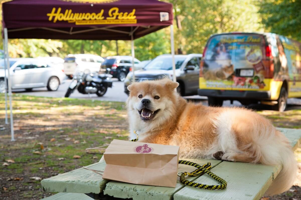 A fluffy dog sits on a picnic table next to a paper bag and leash, with parked cars and a "Hollywood Feed" tent and van in the background—perfect for fans of Memphis dog parks.