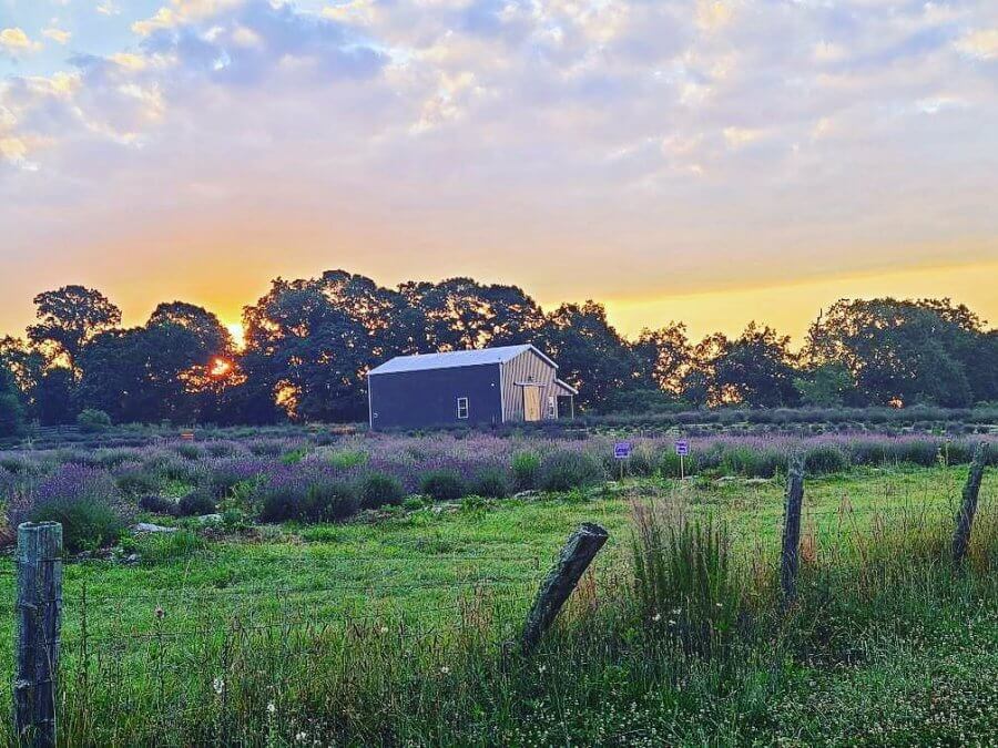 El campo de lavanda en Twin Creeks South Carolina