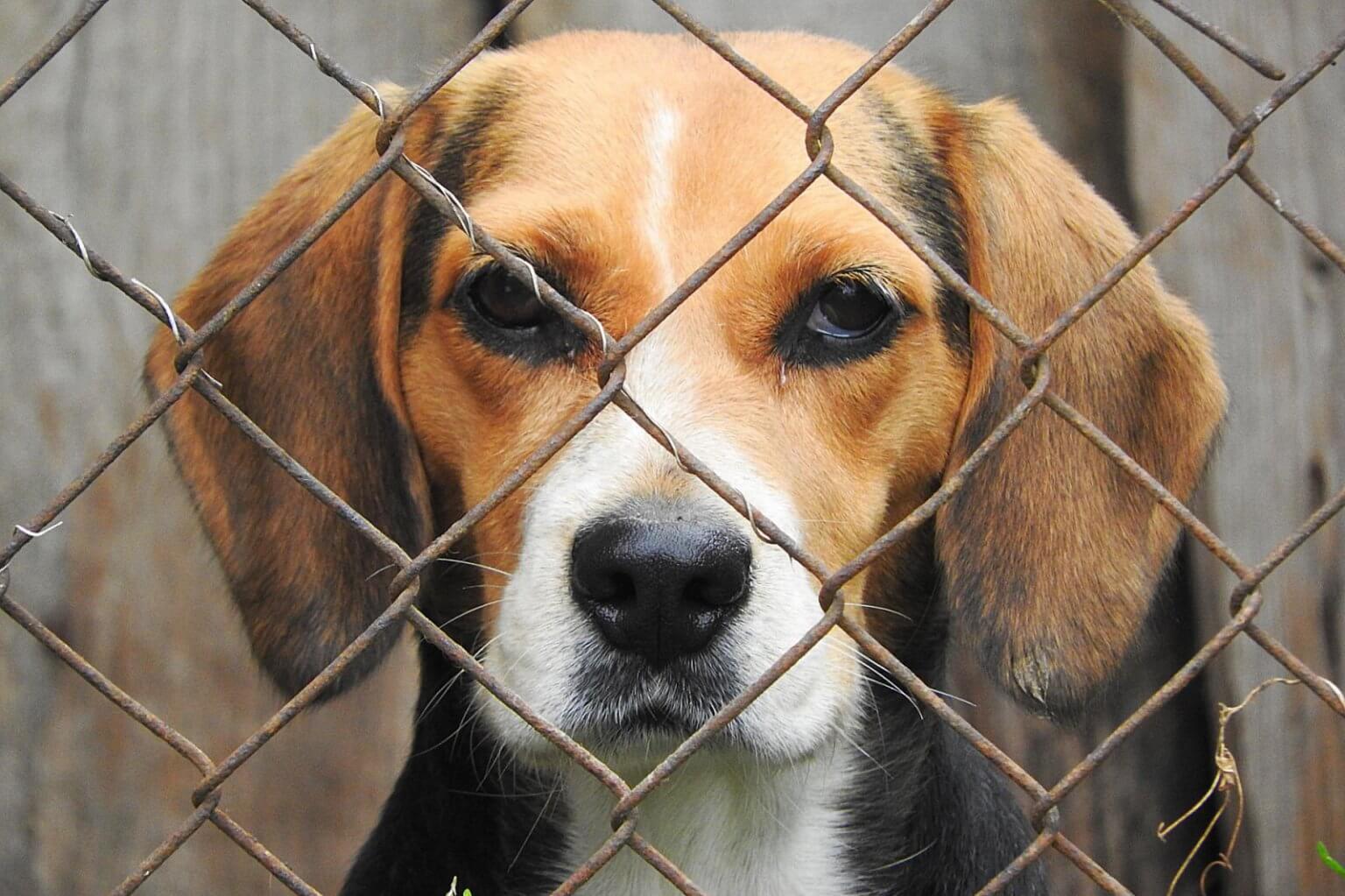 4,000 Beagles Rescued from Virginia Lab — Here's How to Help!