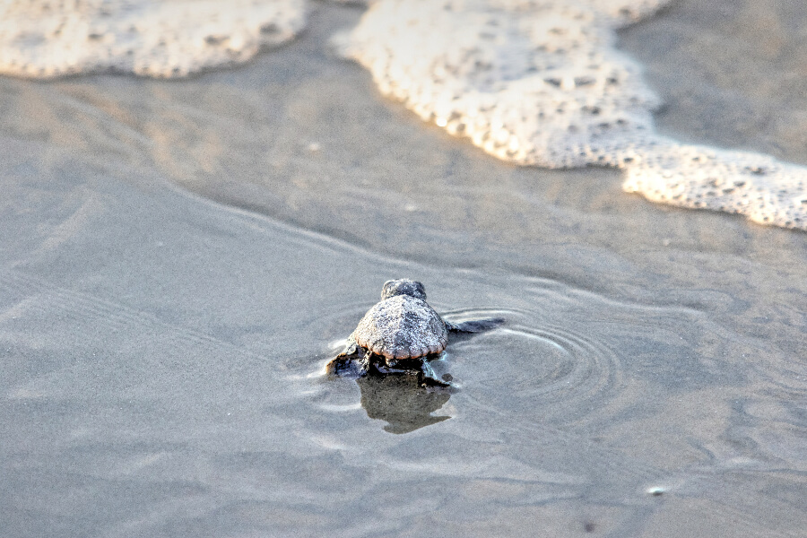 Small turtle crawling into the ocean