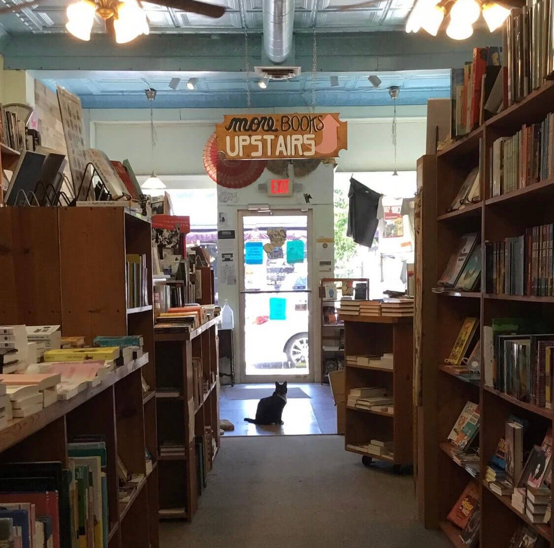 Wonton the cat inside of Chop Suey Books