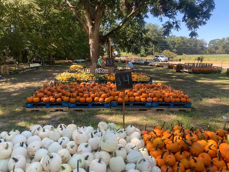 A variety of pumpkins in different colors and sizes are displayed on wooden pallets outdoors, reminiscent of the charming Memphis pumpkin patches, with trees providing a picturesque backdrop.