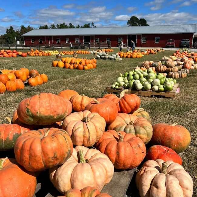 A field with various pumpkins and squash arranged in rows. A red barn stands in the background under a partly cloudy sky.