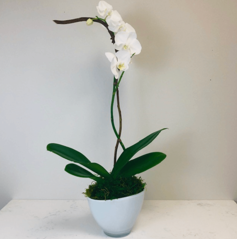 White orchid