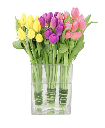 sb nash bloom tulip trio bloom