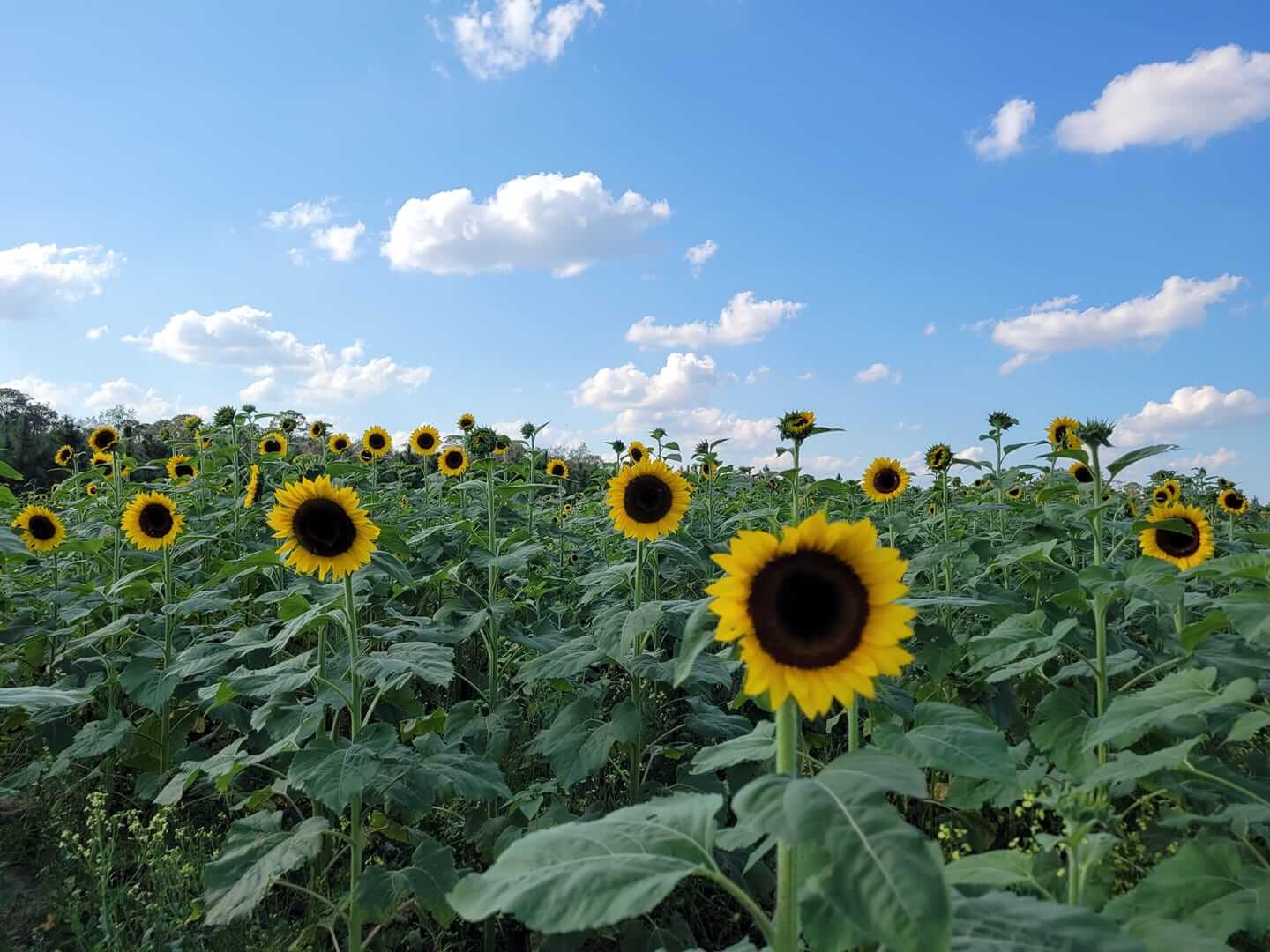 sunflower field and blue sky