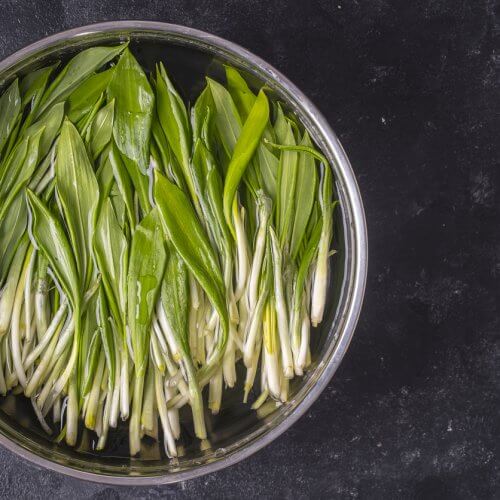 Freshly picked wild garlic leaves for washing in water in a metal bowl, close up, copy space, top view. Healthy leaves of green wild leek