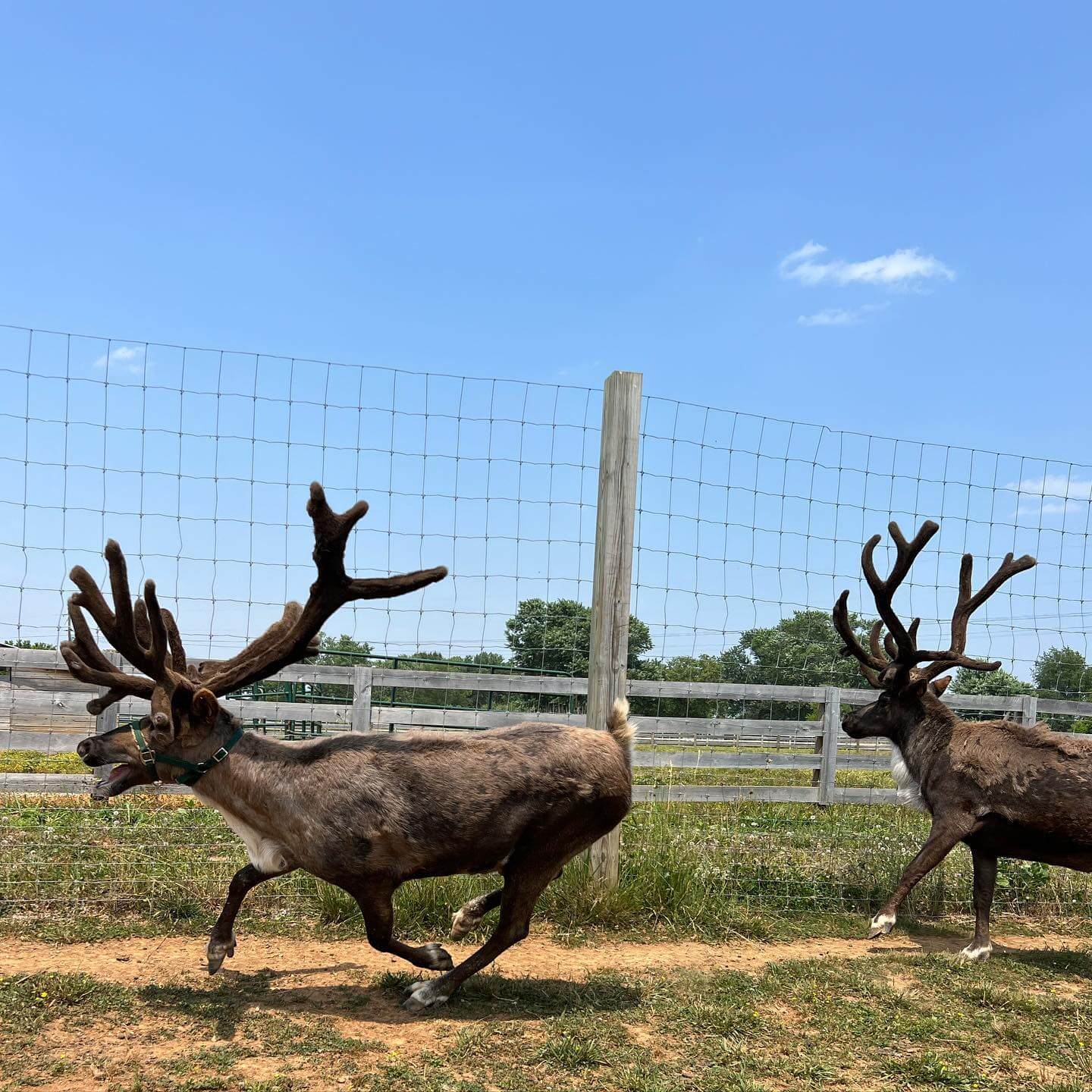 The south s only reindeer farm