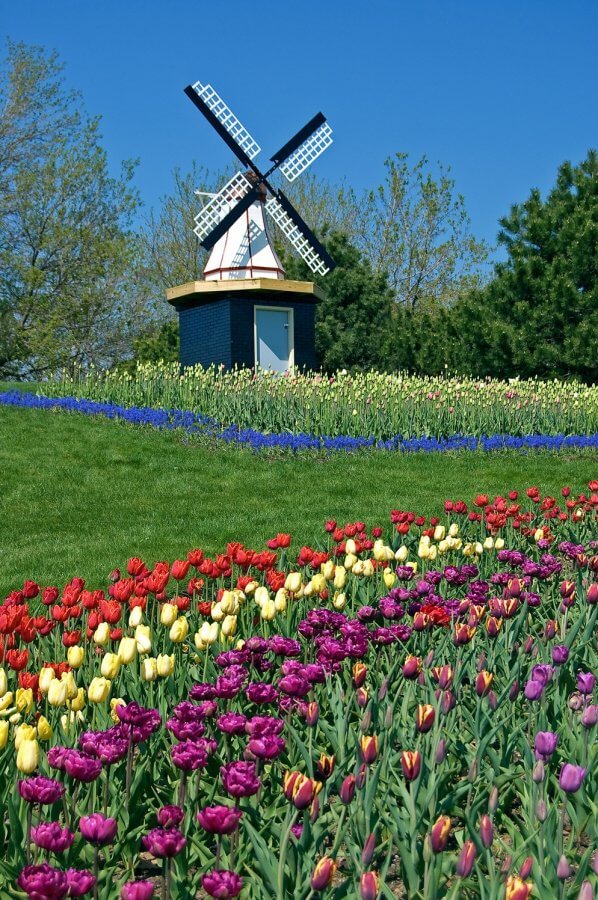 Blanket of tulips and windmill in Holland, Michigan.
