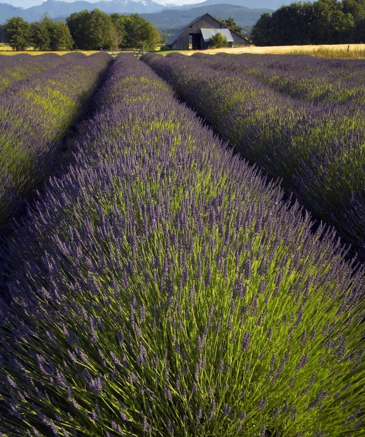 Fields of lavender plants in Sequim, Washington