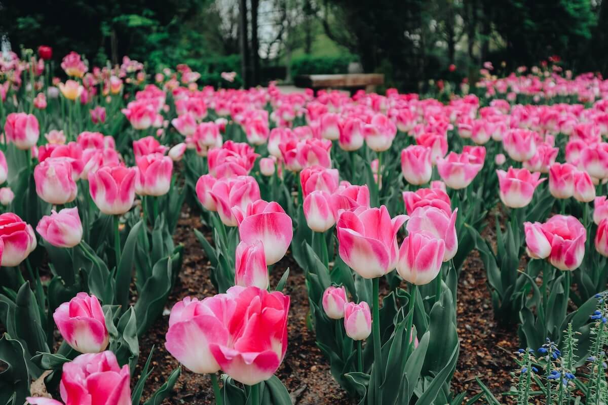 A field of pink and white tulips in full bloom, framed by lush green foliage, evokes the vibrant spirit of Memphis events in March, with a blurred backdrop of trees and a bench inviting quiet reflection.