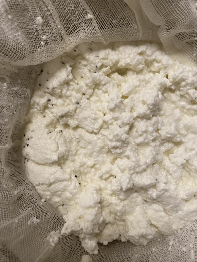 cheesecloth separating curds from whey to make cottage cheese or ricotta cheese.