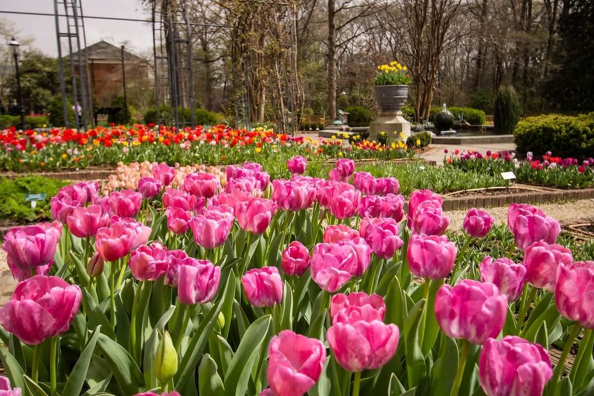 A garden under an overcast sky features blooming pink tulips in the foreground and vibrant red and yellow flowers in the background, reminiscent of Memphis events in April. A large planter with yellow blooms sits prominently by a winding pathway.