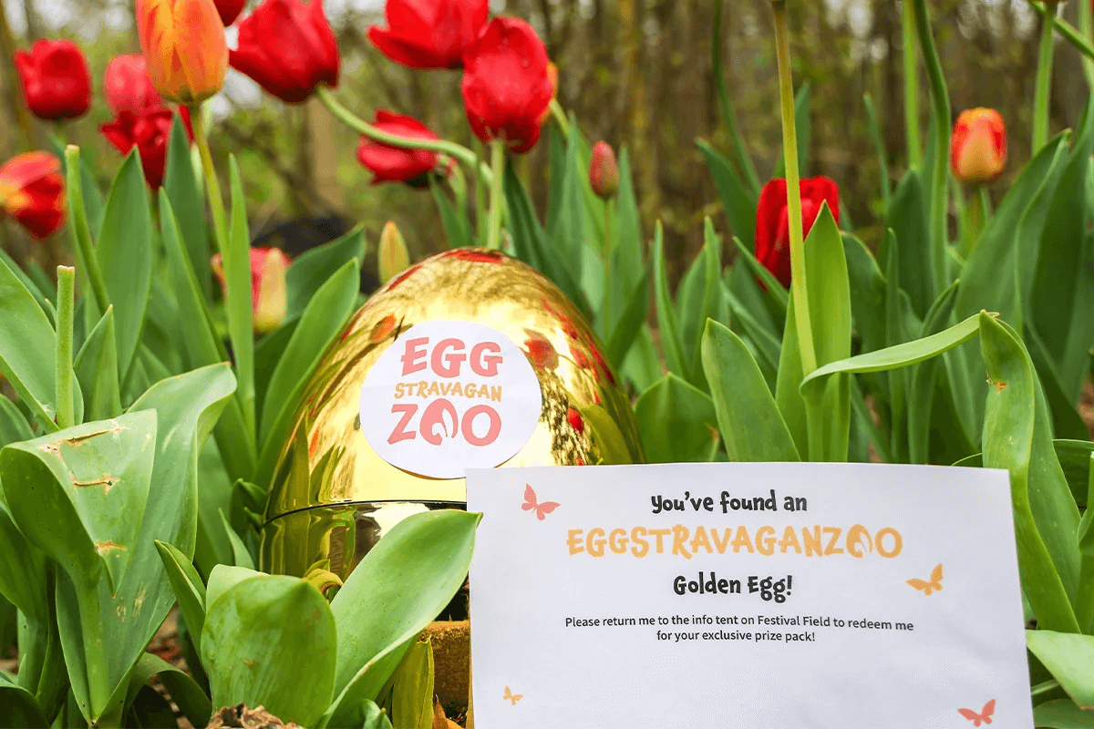 goldeneggnologosweb