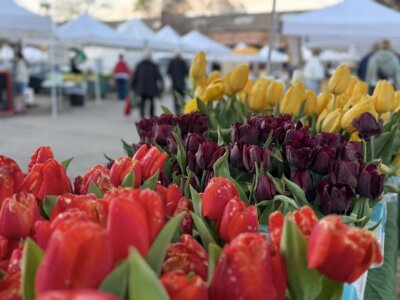 Close-up of red, purple, and yellow tulips for sale at an outdoor market, with people and vendor tents in the background—capturing the vibrant spirit of Birmingham farmers markets.