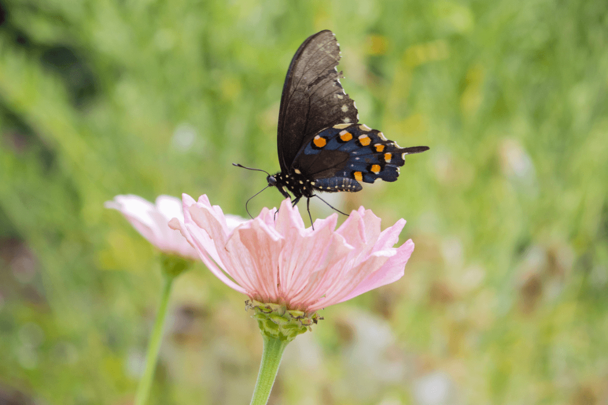 A black butterfly with orange and blue spots rests on a light pink flower against a blurred green background, capturing the vibrant spirit of Memphis events in May.
