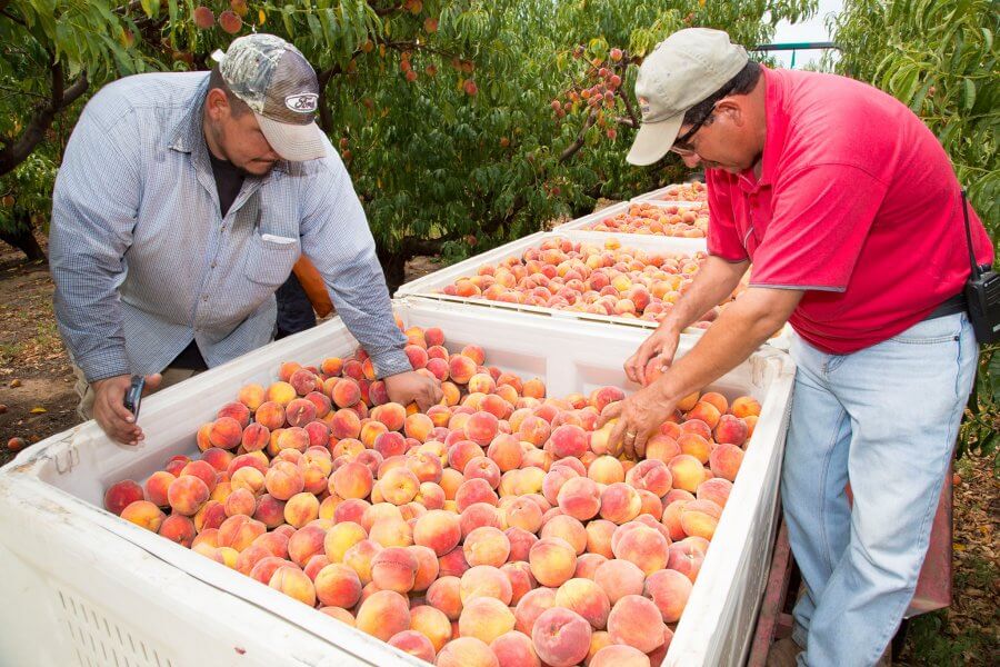 Two men inspecting and sorting peaches in large bins at Titan Farms.