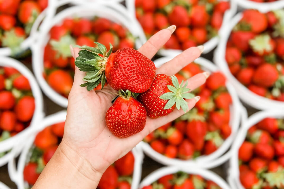 12 Fun BHAM-Area Farm Experiences