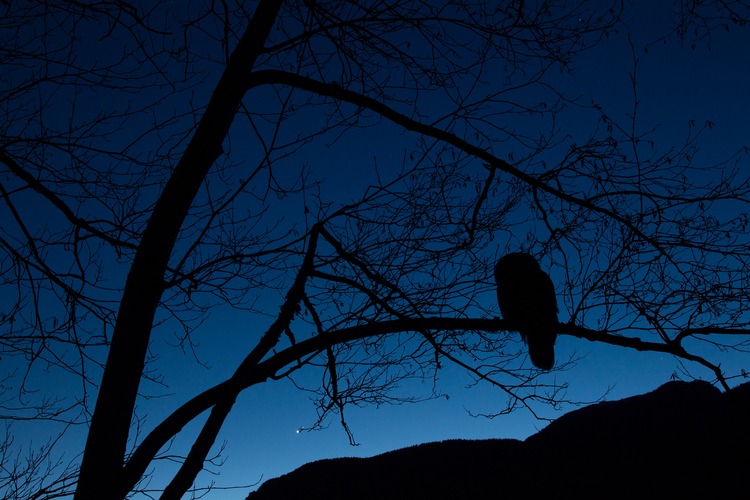 A silhouette of an owl perched on a bare tree branch against a deep blue twilight sky.
