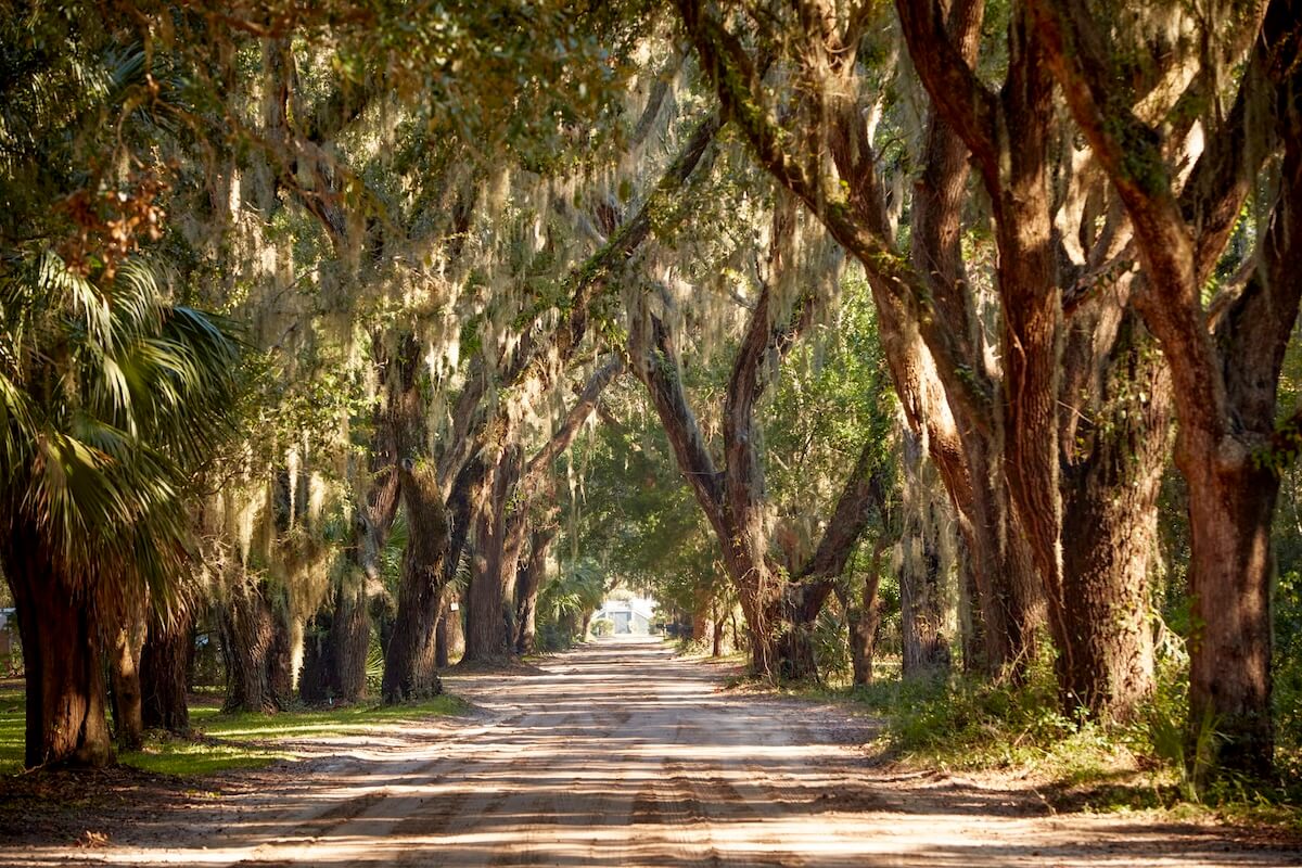 A sunlit dirt road lined with large oak trees draped in Spanish moss, creating a tunnel-like effect over the pathway.