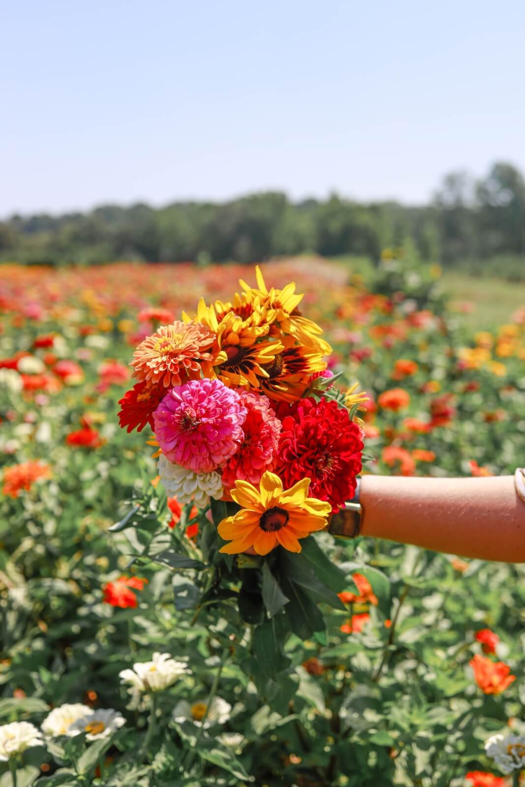A person holding a bouquet of colorful flowers in a sunny field.