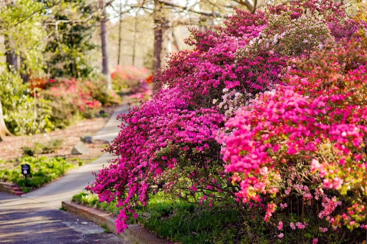 Vibrant pink azalea bushes blooming along a peaceful garden pathway in spring.
