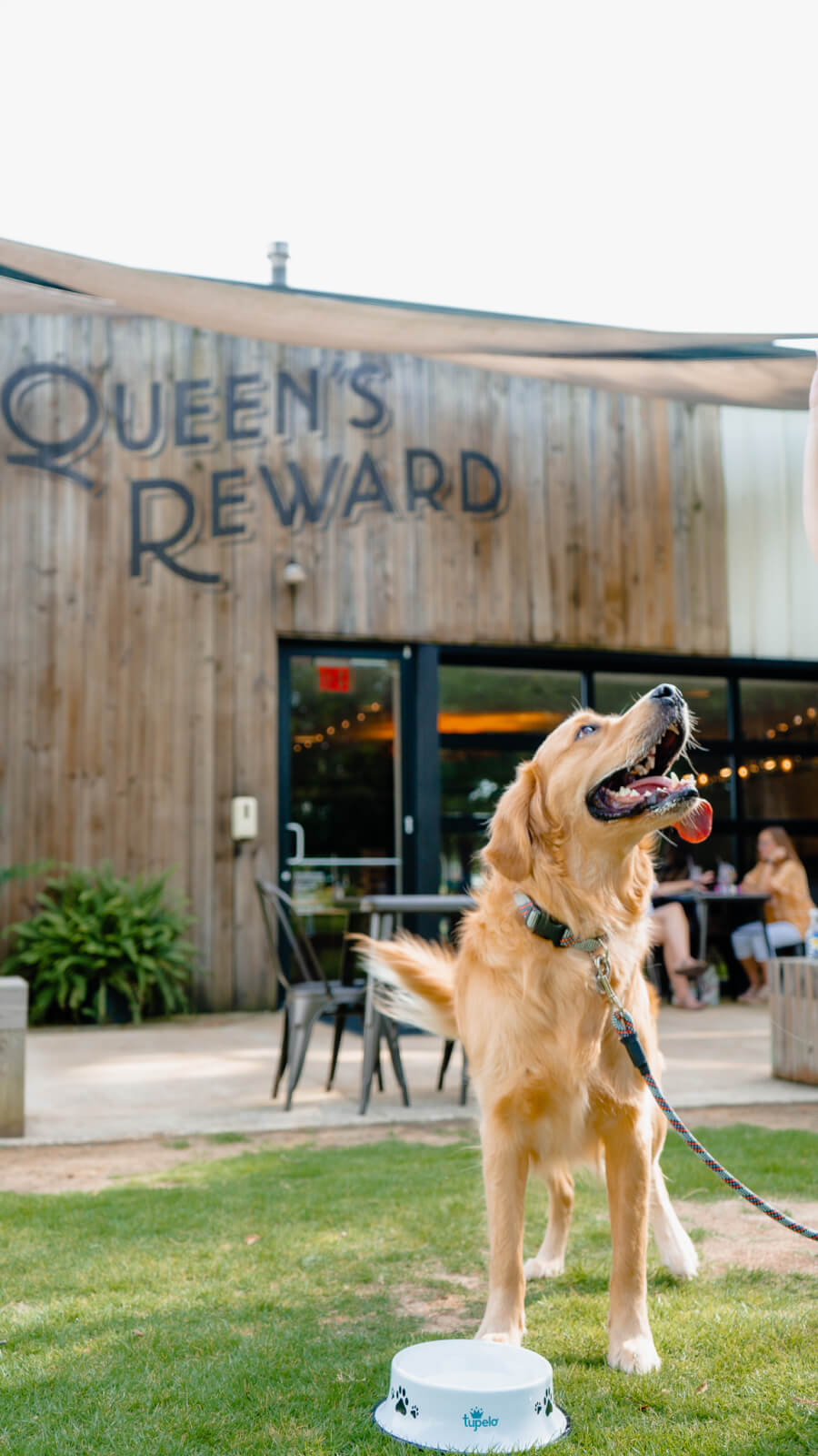 A golden retriever stands on grass in front of a wooden building with the sign "Queen's Reward," near a water bowl. The dog is leashed and looking up with its mouth open, enjoying the summer day in Tupelo, MS.