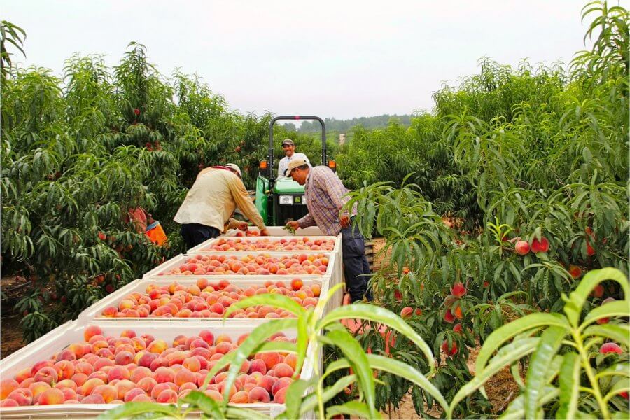 Workers harvest peaches at Titan Farms orchard, filling large bins while a tractor waits in the background.