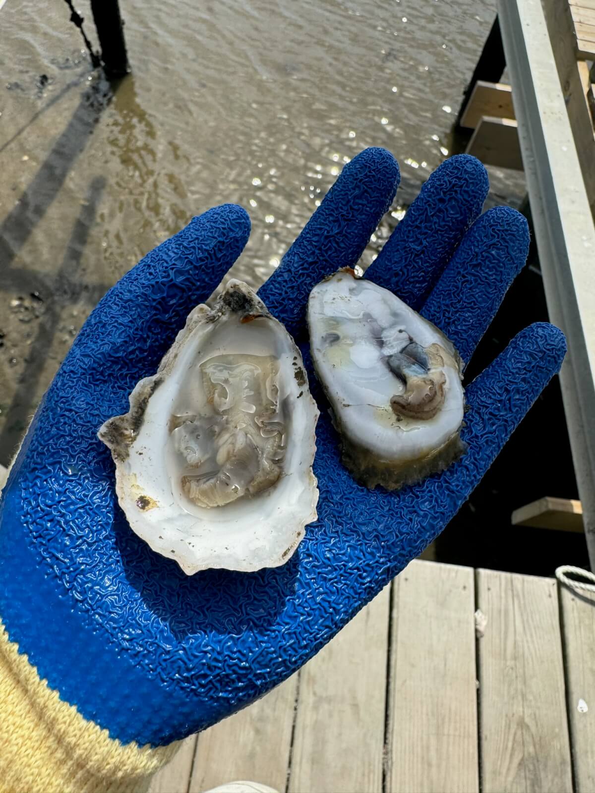 A hand wearing a blue glove holds an opened oyster, revealing both the shell and the muscle inside while standing on a wooden dock near the water of North Carolina's Crystal Coast.