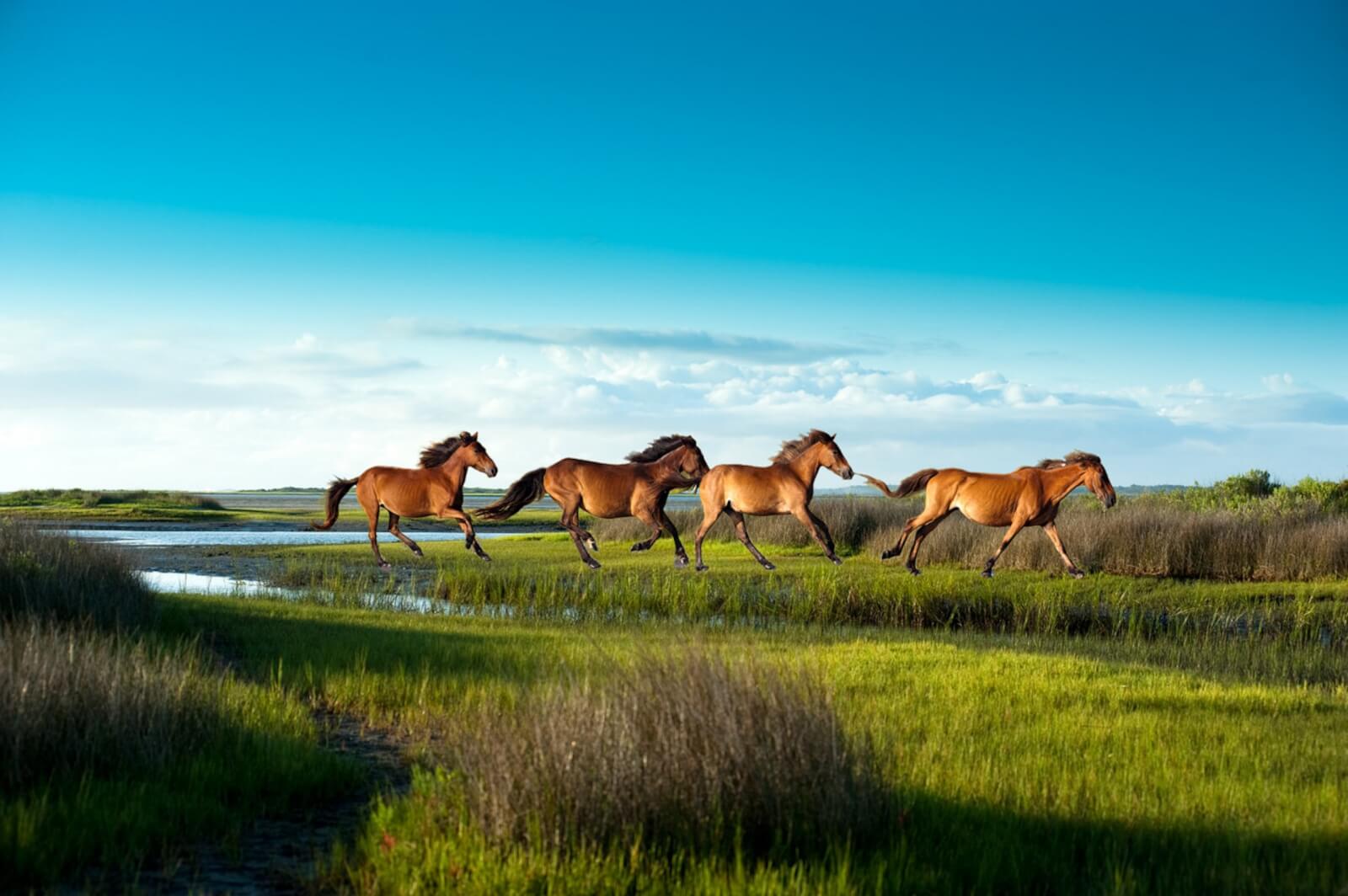 Five horses running in a line through a grassy wetland area under a clear blue sky, capturing the untouched beauty visitors can experience on the Crystal Coast of North Carolina.